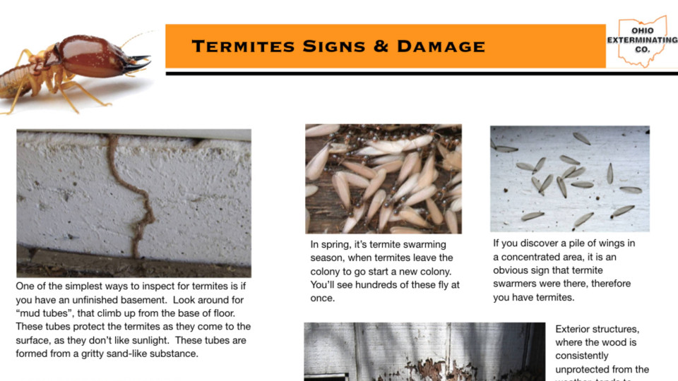 Termite Signs & Damage