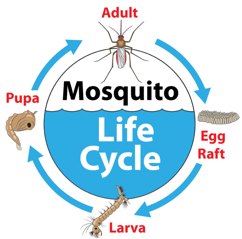 How Long Mosquitos Live