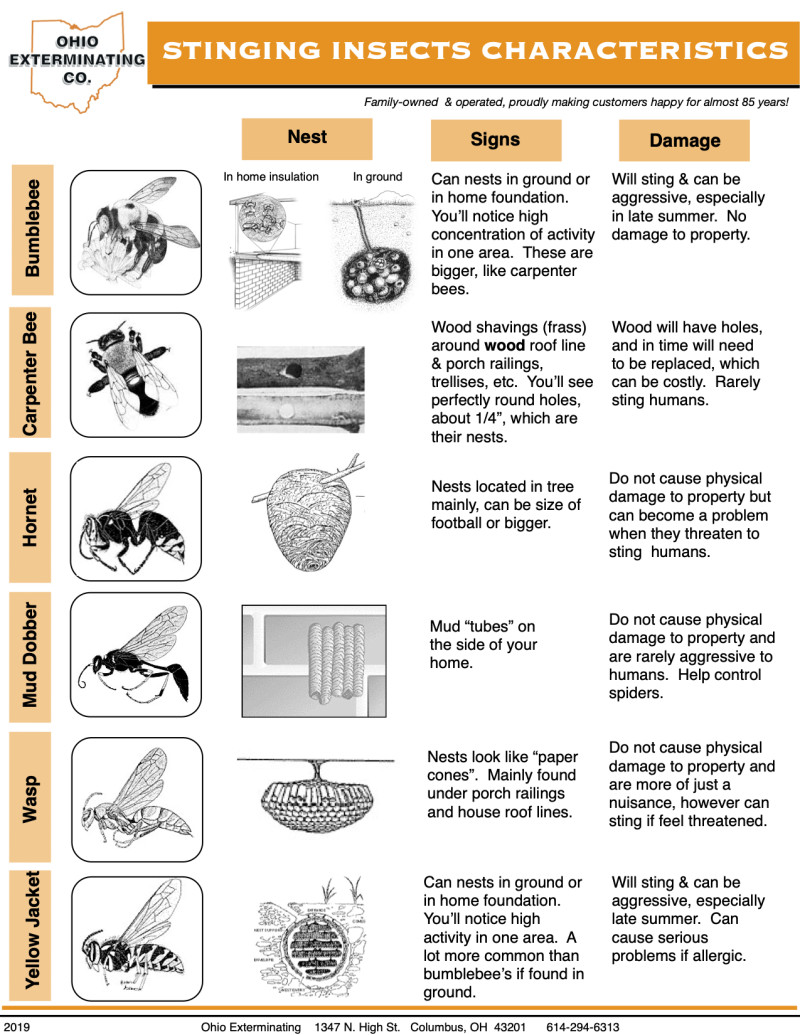 Stinging Insects Wasps Bees » Ohio Exterminating