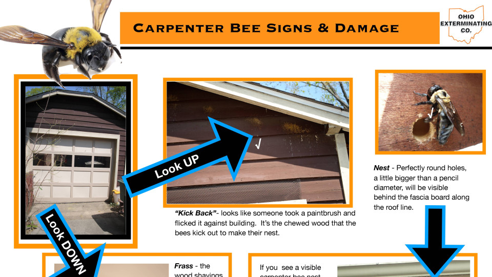 Sign & Damage of Carpenter Bees