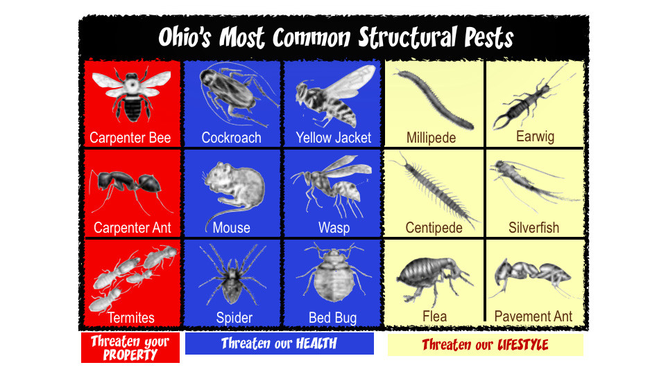 Ohio's Most Common Pests