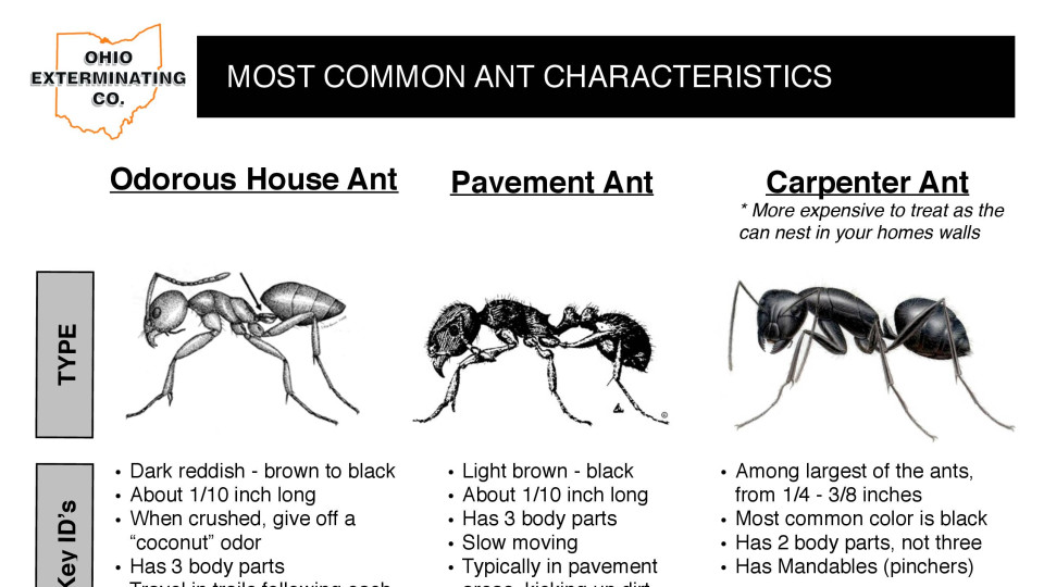 Most Common Ant Characteristics