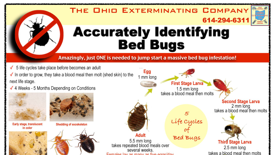 Bed Bug Services » Ohio Exterminating